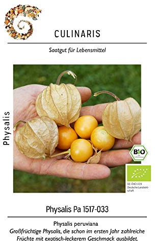 Culinaris 084 Großfrüchtige Physalis Pa 1517-033 (Bio-Physalissamen)