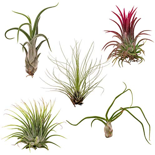 PASIORA - 5 verschiedene kleine Tillandsien im Set, Luftpflanzen, Luftnelke, Air Plant, bunte mischung