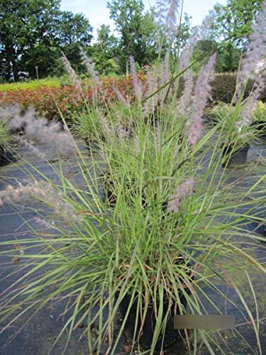 Orient-Lampenputzergras - Pennisetum orientale