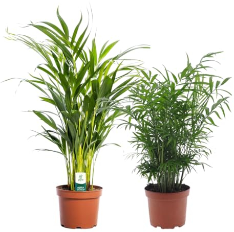Plant in a Box - Zimmerpflanzen -2er Mischung - Areca, Chamaedorea - Topf 17cm - Höhe 50-70cm