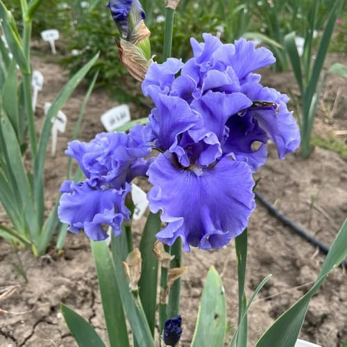 semi di iris, semi da giardino biologici Iris tettoria, da balcone esotici Le da giardino sono resistenti 400pcs
