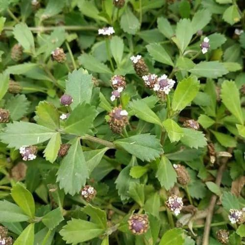 vna velenifera strisciante decorazioni giardino per esterni semi di selvatici aromatiche giardino resistenti, rialzata, in vaso 300semi