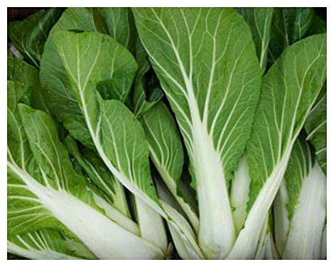 Brassica rapa - Chou chinois pak choi blanc - 20 graines