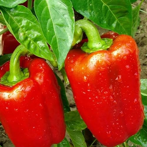 Largo De Reus Pepper Seeds - Extra Large Bell Peppers Quality Heirloom Seed
