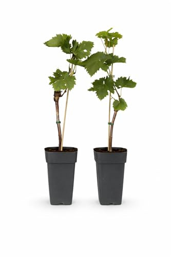 Exotenherz Vitis vinifera Bianca - Weisse Weintraube - 15cm Topf - ca. 50cm hoch - 2er Set