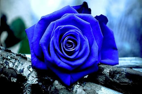 Buy4seeds 20 Seeds Blue Rose Flower Garden Plant Viable Seeds Easy to Grow Garden