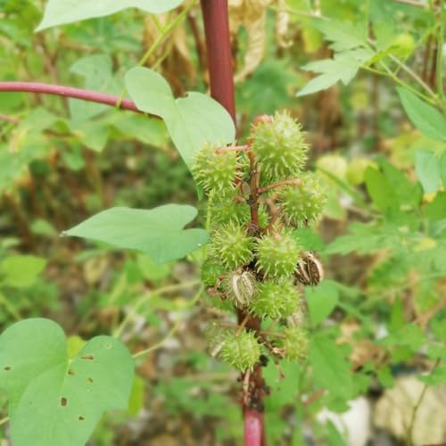 Semillas de ricino perennes, semillas de silvestres resistentes en regalos para jardinerospara el jardín Balcón con 10pcs