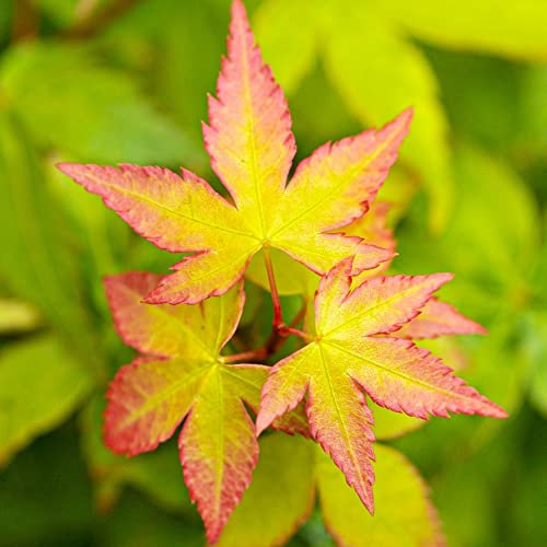 Acer Little Princess Plant - Japanese Maple Tree | Hardy Deciduous Outdoor Garden Shrubs Potted | 9cm Pot, 20-30cm Incl. Pot