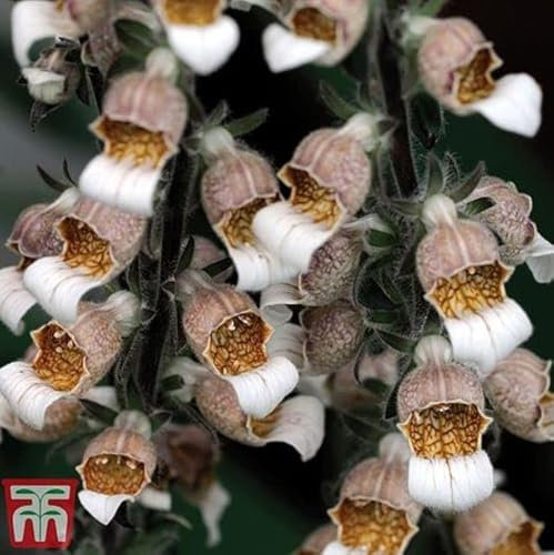 Foxglove lanata 'Cafe Creme' Digitalis Grecian Foxglove Hardy Biennial Easy to Grow Your Own Garden Flower Plants 1x Pack (Approx. 100 Seeds) by Thompson and Morgan