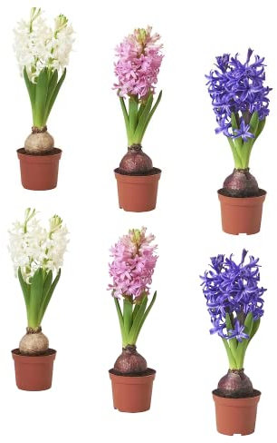Lote de 6 Bulbos de Jacinto para Sembrar en Jardín Flores de Colores