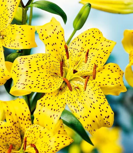 BALDUR Garten 3x Lilie 'Uncle Sam', Zwiebeln mit Umfang 16-18 cm, leuchtende Blütenpracht, blühfreudig, wuchsfreudig, mehrjährig, winterhart, Schnittblume, bienenfreundlich, toller Duft, Lilium