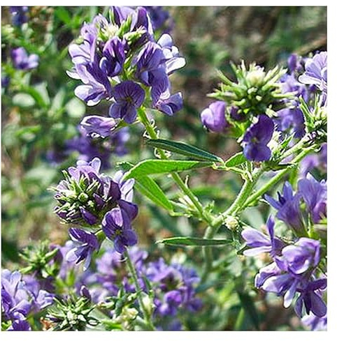 MRS Luzerne (Medicago sativo) - 2.500.000 graines de luzerne (5 kg) - Plante mellifère engrais vert - Améliore la qualité du sol - Fixateur naturel d'azote