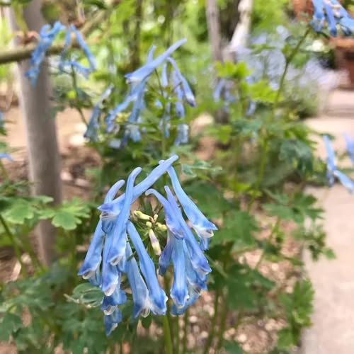 semi di speronella - selvatici da balcone speronella da orto per orto giardino roccioso da giardino resistenti 90pcs