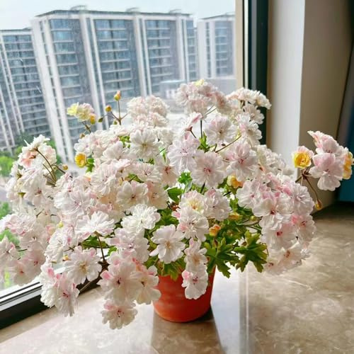 gerani di bonsái tagliati da balcone interni esotici perenne bonsái interni arbusto farfalle trepadora semi 40pcs