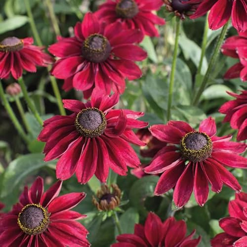 Semi di echinacea, esotiche Rudbeckia laciniata, semi di campo autunnali rare 100pcs