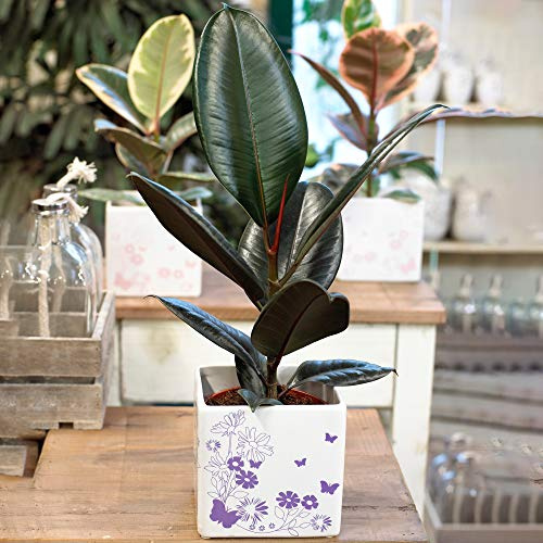 Ficus Abidjan | Zimmerpflanze Gummibaum fürs Büro (30-40 cm inkl. Topf)