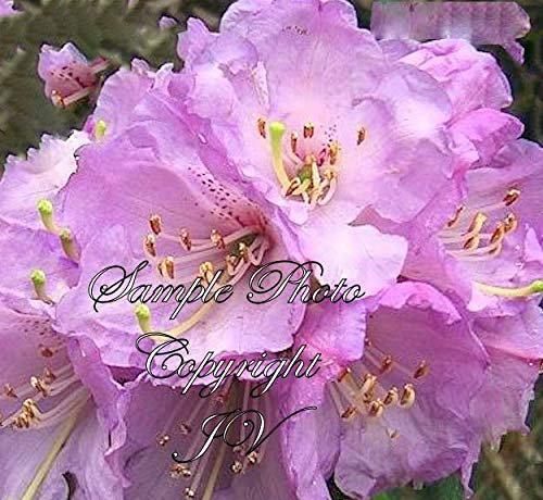 Portal Cool 10 Semi mit Zusatz: Semi Rhododendron campanulatum profusione di Lilla Fiori Zone 6+ oder Container