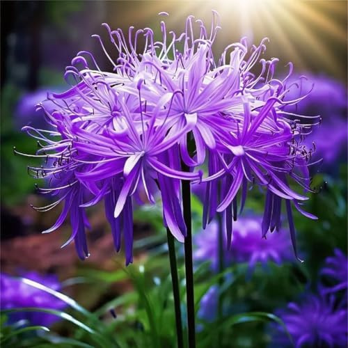 Sfuso Lycoris bulbi,piante erbacee Resistenti perenni,adatti per la semina immediata,Lycoris pianta vera(non artificiali)-4 bulbs-A