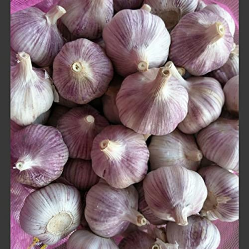 Garlic Bulbs Whole, Early Purple Italian Garlic Bulbs, 12 Bulbs, This Garlic is Ready for Eating or Planting, Cool Beans N Sprouts
