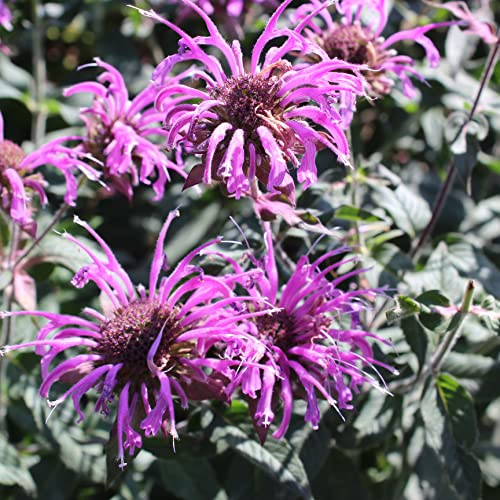 6 piante di bergamotto - Monarda 'Scorpione' – Vaso da 9 x 9 cm – Fioritura viola