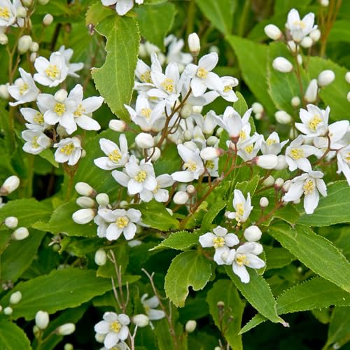 Deutzia Nikko Plantes de Jardin Prêtes à l'Extérieur Arbuste à Feuillage Caduc à Fleurs Blanches en Pot