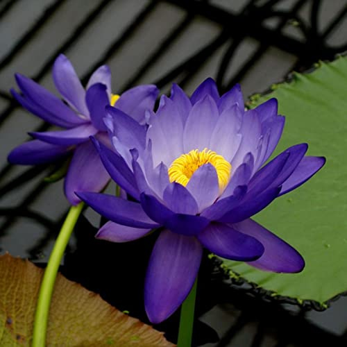 Lotus, Rareza Multicolor, Floración Continua, Rizomato de Lirio de Agua, Muy Exclusivo, Multicolor de Alto Rendimiento, Magia de la Naturaleza, Rhizoma Resistente al Invierno, 100 unidades