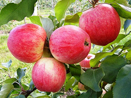 Apfelbaum Grushovka Sommer Apfel, früh Grushovka