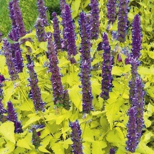 Agastache Foeniculum Golden Jubilee Golden Anise Ysop seeds! : Seeds Only