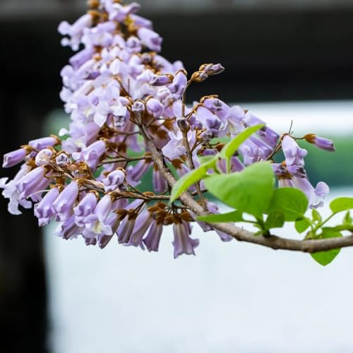 Paulownia, winterfeste für balkon Paulownia Tomentosa, kaufen topfpflanzen draußen winterhart immergrüne 80Samen
