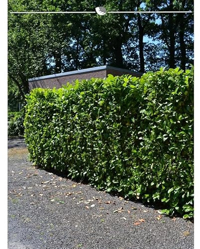 Kirschlorbeer Lorbeerkirsche Novita 140-160 cm. 7 St. Kirschlorbeer Hecke