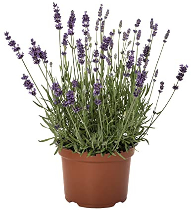 DECOALIVE Lavanda Cantueso Tomillo Borriquero Planta Natural en Maceta con Flores de Temporada Flor Natural