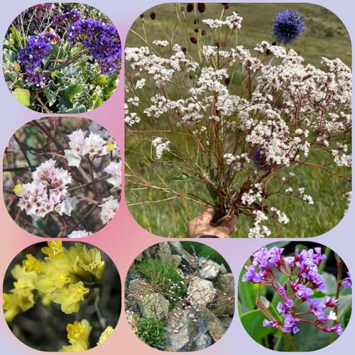 Semi di lavanda di mare perenni, regali da giardino per le donne Limonium sinensis, semi di per luoghi soleggiati selvatiche 450pcs
