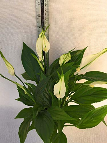 Peace Lily Spathiphyllum - Planta para casa (13 cm, purificadora de aire)