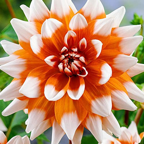 1 duo de dahlia orange décoratif - Bordures et parures de lit - Collection Premier - Pétales d'orange - Superbe pour votre beau jardin