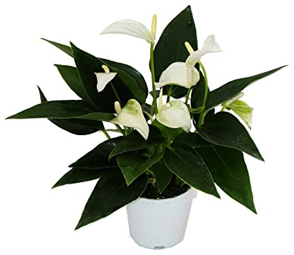Exotenherz - Pequeñas flores de flamenco - Anthurium andreanum - Baby Anthurie - Mini planta - maceta de 7 cm - flor blanca - White Champion