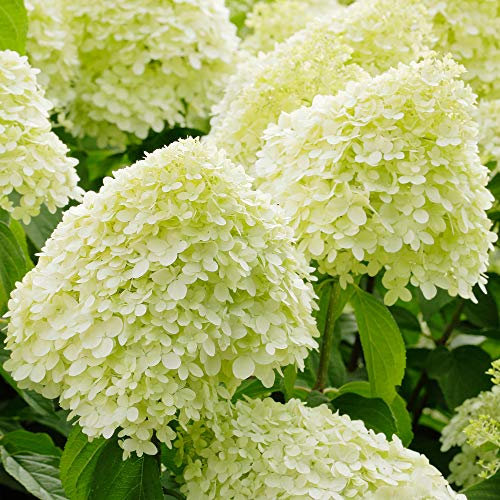 GardenersDream Hortensie Limelight - Limettenfarbene Rispenhortensie Winterhart - Schneeball Pflanze mit Farbwechsel - Premium Garten Blumen - Pflegeleichter Zierstrauch