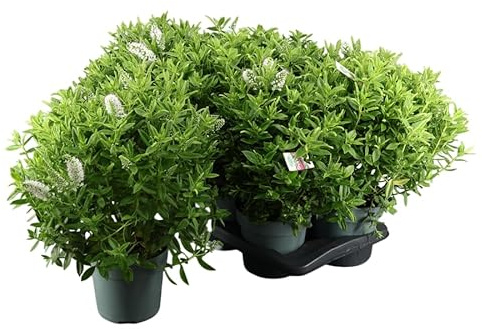 DECOALIVE Arbusto Natural Hebe Planta Viva para Jardín y Terraza