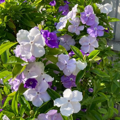 jasmin sträucher winterhart blühend gartensamen balkon garten pflanztopf blumensamen kaufen winterharte stauden mehrjährig kübelpflanzen gartenkräuter hochbeet balkon exotische 75samen