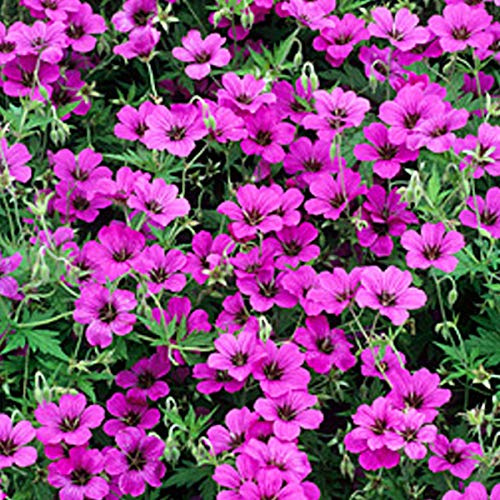 6 x Géranium vivace 'Jolly Bee' - Geranium 'Jolly Bee' - Godet 9x9cm - Fleurs bleues, compact, bordures