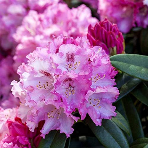 Rhododendron yakushimanum 'Arabella' 30–40 cm – Winterhart, Immergrün, Mehrjährig – Alpenrose – Zierstrauch für Garten & Kübel