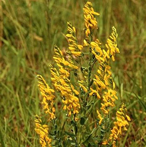 Deutscher Ginster 30-40cm - Genista germanica