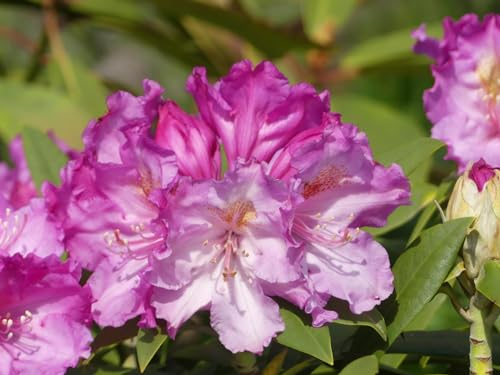 Rhododendron yakushimanum Hybride Garamba - Ball Alpenrose - 30-40cm