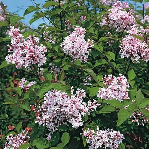 Zwergflieder 'Superba' - Syringa microphylla 'Superba' 40-60 C - 40-60 cm Topf