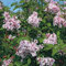 Lilla nano 'Superba' - Syringa microphylla 'Superba' 40-60 C -