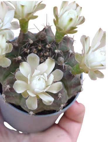 Gymnocalycium anisitsii pianta grassa cactus solitario fiore bianco