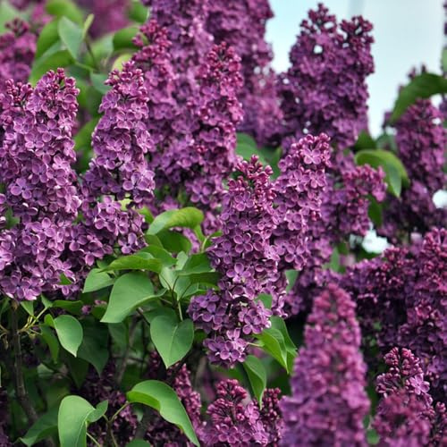semillas resistentes de lilas - decorativas perennes variedades antiguas balcón silvestres 200pcs