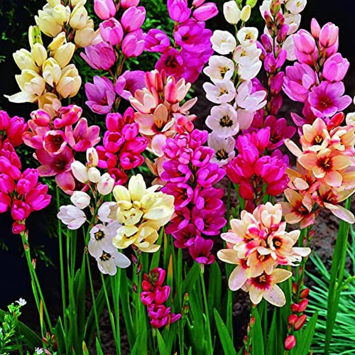 schone 15 x Ixia Mixed Star-Like Wand Flowers Colourful Blooms Summer Flowering Bulbs Perennials for Your Beautiful Garden