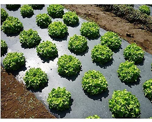 ApuaVireo&Co Película de plástico Negro for Acolchado agrícola, película Biodegradable for el Control de malezas en el jardín, 14 micras de Espesor for Plantas de Tomate Fresa.(2x20M)