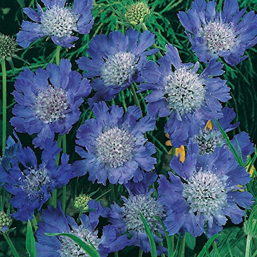 plugplants.net Scabiosa (Pin-Cushion) Scabious 'FAMA Blue' Perennial Garden Plug Plants Pack x6