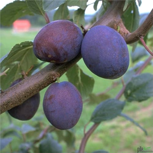 Pflaume Pflaumenbaum Prunus domestica Terrassenobst Wangenheims Frühzwetsche 80-120 cm Lieferhöhe
